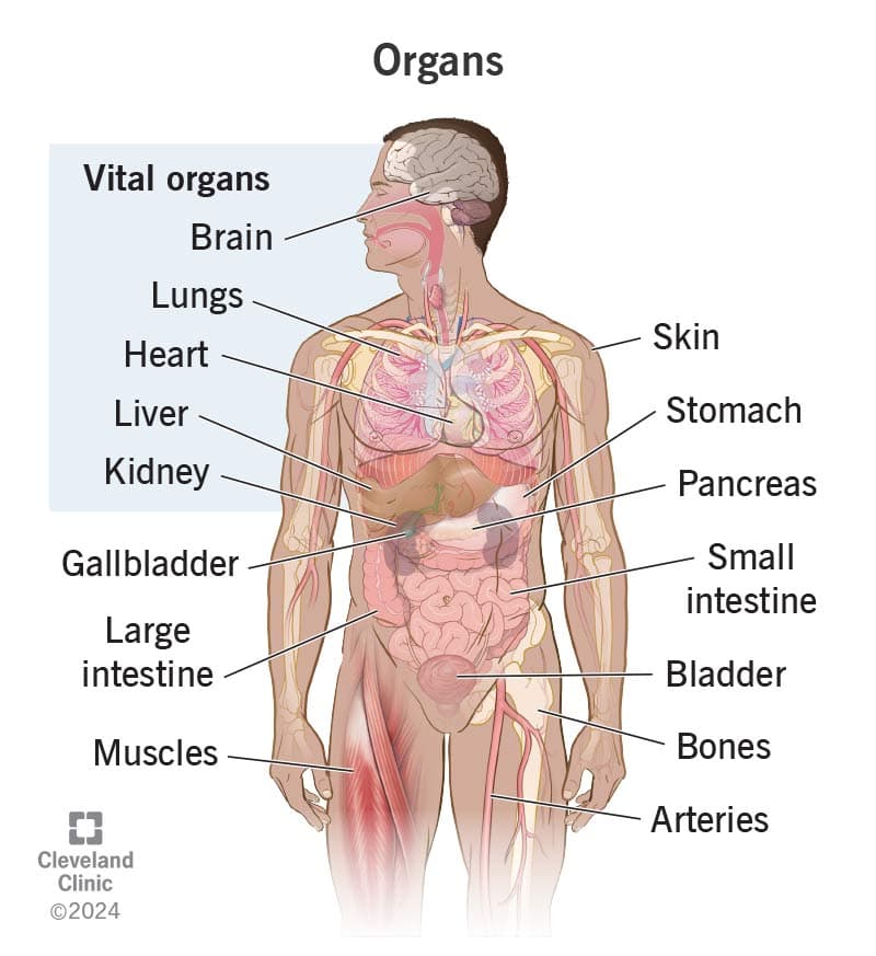 Anatomy